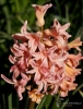 Filename=191_fotowilga~50.JPG
Filesize=286KB
Dimensions=533x700
Date added=Jul 10, 2019 191_fotowilga~50.JPG