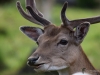 Filename=192_fotowilga~49.JPG
Filesize=252KB
Dimensions=700x525
Date added=Aug 14, 2018 192_fotowilga~49.JPG