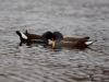 Filename=192_fotowilga~53.JPG
Filesize=251KB
Dimensions=700x525
Date added=May 06, 2019 192_fotowilga~53.JPG