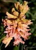 Filename=192_fotowilga~55.JPG
Filesize=262KB
Dimensions=497x700
Date added=Jul 10, 2019 192_fotowilga~55.JPG