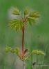 Filename=192_fotowilga~62.JPG
Filesize=226KB
Dimensions=499x700
Date added=Apr 30, 2020 192_fotowilga~62.JPG