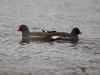 Filename=193_fotowilga~44.JPG
Filesize=233KB
Dimensions=700x525
Date added=Jun 02, 2019 193_fotowilga~44.JPG