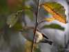 Filename=193_fotowilga~46.JPG
Filesize=241KB
Dimensions=700x525
Date added=Oct 06, 2019 193_fotowilga~46.JPG