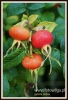 194_fotowilga~2.JPG