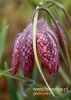 Filename=194_fotowilga~25.JPG
Filesize=70KB
Dimensions=343x480
Date added=Apr 28, 2016 194_fotowilga~25.JPG