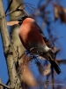 Filename=194_fotowilga~46.JPG
Filesize=271KB
Dimensions=525x700
Date added=Apr 28, 2018 194_fotowilga~46.JPG