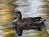 Filename=194_fotowilga~47.JPG
Filesize=287KB
Dimensions=700x525
Date added=Nov 07, 2018 194_fotowilga~47.JPG