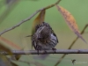 Filename=194_fotowilga~49.JPG
Filesize=232KB
Dimensions=700x525
Date added=Feb 11, 2019 194_fotowilga~49.JPG