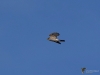 Filename=194_fotowilga~58.JPG
Filesize=193KB
Dimensions=700x525
Date added=Oct 17, 2020 194_fotowilga~58.JPG