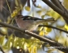 Filename=195_fotowilga~16.JPG
Filesize=106KB
Dimensions=611x480
Date added=Nov 17, 2015 195_fotowilga~16.JPG
