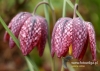 Filename=195_fotowilga~24.JPG
Filesize=91KB
Dimensions=640x457
Date added=Apr 24, 2016 195_fotowilga~24.JPG