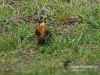 Filename=195_fotowilga~33.JPG
Filesize=182KB
Dimensions=640x480
Date added=Mar 27, 2017 195_fotowilga~33.JPG