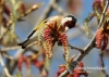 Filename=195_fotowilga~42.JPG
Filesize=111KB
Dimensions=640x457
Date added=Dec 10, 2017 195_fotowilga~42.JPG