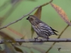 Filename=195_fotowilga~47.JPG
Filesize=236KB
Dimensions=700x525
Date added=Feb 13, 2019 195_fotowilga~47.JPG