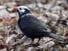 Filename=195_fotowilga~48.JPG
Filesize=291KB
Dimensions=700x525
Date added=Mar 04, 2019 195_fotowilga~48.JPG