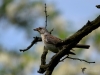 Filename=195_fotowilga~49.JPG
Filesize=220KB
Dimensions=700x525
Date added=Mar 26, 2019 195_fotowilga~49.JPG