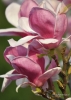 Filename=195_fotowilga~53.JPG
Filesize=250KB
Dimensions=499x700
Date added=Oct 29, 2019 195_fotowilga~53.JPG