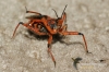 Filename=196_fotowilga~0.JPG
Filesize=138KB
Dimensions=720x480
Date added=Oct 31, 2012 196_fotowilga~0.JPG
