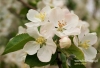 Filename=196_fotowilga~10.JPG
Filesize=115KB
Dimensions=720x493
Date added=May 04, 2014 196_fotowilga~10.JPG