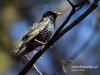 Filename=196_fotowilga~33.JPG
Filesize=89KB
Dimensions=640x480
Date added=Apr 03, 2017 196_fotowilga~33.JPG