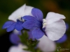 Filename=196_fotowilga~53.JPG
Filesize=215KB
Dimensions=700x525
Date added=Jan 17, 2019 196_fotowilga~53.JPG
