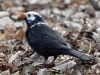 Filename=196_fotowilga~55.JPG
Filesize=300KB
Dimensions=700x525
Date added=Mar 03, 2019 196_fotowilga~55.JPG