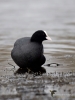Filename=196_fotowilga~59.JPG
Filesize=218KB
Dimensions=525x700
Date added=May 20, 2019 196_fotowilga~59.JPG