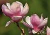 Filename=196_fotowilga~64.JPG
Filesize=235KB
Dimensions=700x500
Date added=Oct 29, 2019 196_fotowilga~64.JPG