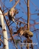 Filename=197_fotowilga~27.JPG
Filesize=75KB
Dimensions=384x480
Date added=Dec 26, 2016 197_fotowilga~27.JPG
