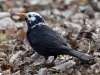 Filename=197_fotowilga~41.JPG
Filesize=295KB
Dimensions=700x525
Date added=Mar 04, 2019 197_fotowilga~41.JPG