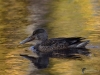 Filename=197_fotowilga~46.JPG
Filesize=295KB
Dimensions=700x525
Date added=Jul 05, 2019 197_fotowilga~46.JPG