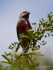 Filename=197_fotowilga~47.JPG
Filesize=262KB
Dimensions=525x700
Date added=Jul 14, 2019 197_fotowilga~47.JPG