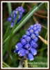 Filename=197_fotowilga~7.JPG
Filesize=99KB
Dimensions=392x540
Date added=May 04, 2014 197_fotowilga~7.JPG