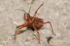 Filename=198_fotowilga~0.JPG
Filesize=123KB
Dimensions=720x480
Date added=Oct 31, 2012 198_fotowilga~0.JPG