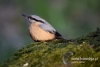 Filename=198_fotowilga~38.JPG
Filesize=68KB
Dimensions=640x429
Date added=Mar 15, 2017 198_fotowilga~38.JPG