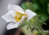Filename=198_fotowilga~39.JPG
Filesize=83KB
Dimensions=640x461
Date added=Mar 31, 2017 198_fotowilga~39.JPG