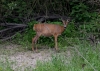 Filename=198_fotowilga~53.JPG
Filesize=341KB
Dimensions=700x500
Date added=Jan 04, 2019 198_fotowilga~53.JPG