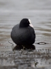 Filename=198_fotowilga~58.JPG
Filesize=223KB
Dimensions=525x700
Date added=May 16, 2019 198_fotowilga~58.JPG