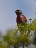 Filename=198_fotowilga~60.JPG
Filesize=219KB
Dimensions=525x700
Date added=Jul 14, 2019 198_fotowilga~60.JPG