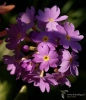 Filename=198_fotowilga~64.JPG
Filesize=288KB
Dimensions=602x700
Date added=May 13, 2020 198_fotowilga~64.JPG