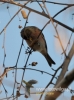 Filename=199_fotowilga~22.JPG
Filesize=78KB
Dimensions=357x480
Date added=Dec 29, 2015 199_fotowilga~22.JPG