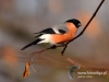 Filename=199_fotowilga~29.JPG
Filesize=60KB
Dimensions=640x480
Date added=Dec 06, 2016 199_fotowilga~29.JPG