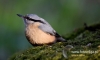 Filename=199_fotowilga~35.JPG
Filesize=68KB
Dimensions=640x390
Date added=Mar 15, 2017 199_fotowilga~35.JPG