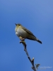 Filename=199_fotowilga~37.JPG
Filesize=186KB
Dimensions=525x700
Date added=Apr 27, 2017 199_fotowilga~37.JPG