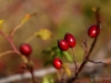 Filename=199_fotowilga~45.JPG
Filesize=193KB
Dimensions=700x525
Date added=Dec 05, 2017 199_fotowilga~45.JPG