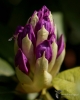 Filename=199_fotowilga~47.JPG
Filesize=241KB
Dimensions=562x700
Date added=Feb 14, 2018 199_fotowilga~47.JPG