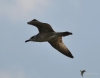 Filename=200_fotowilga~48.JPG
Filesize=175KB
Dimensions=700x550
Date added=Jan 29, 2019 200_fotowilga~48.JPG