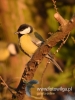Filename=201_fotowilga~30.JPG
Filesize=60KB
Dimensions=360x480
Date added=Dec 16, 2016 201_fotowilga~30.JPG