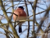 Filename=201_fotowilga~34.JPG
Filesize=92KB
Dimensions=640x480
Date added=Mar 09, 2017 201_fotowilga~34.JPG