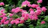 Filename=201_fotowilga~37.JPG
Filesize=275KB
Dimensions=700x410
Date added=May 30, 2017 201_fotowilga~37.JPG